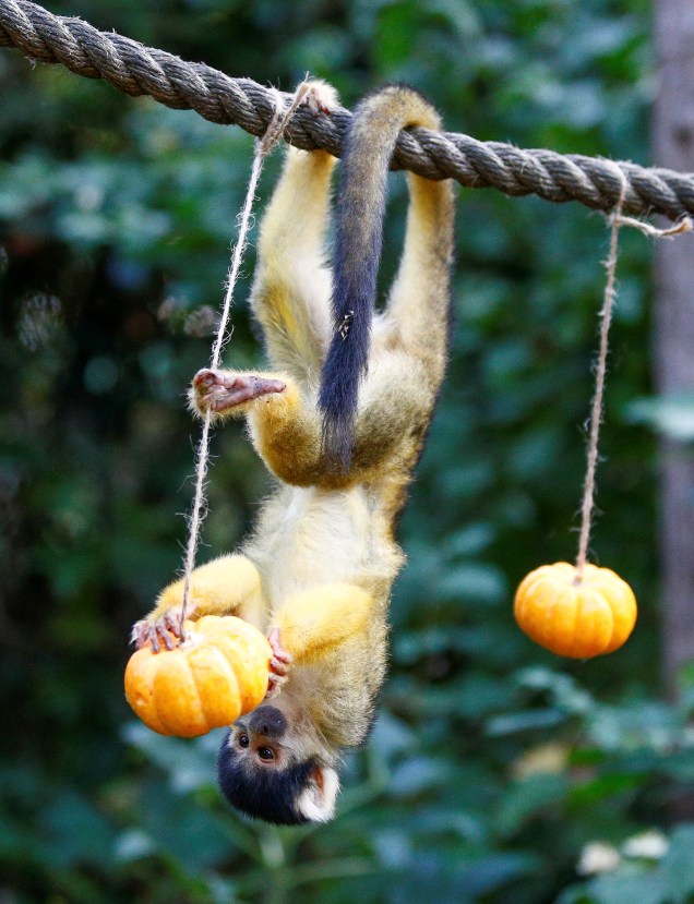 Macaco-esquilo come ma abóbora decorada para o dia do Halloween, no Zoológico de Londres, na Inglaterra - 25/10/2018