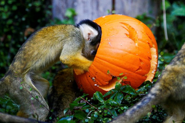 Macaco-esquilo come alimento de uma abóbora decorada para o dia do Halloween, no Zoológico de Londres, na Inglaterra - 25/10/2018