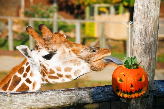 Girafa come alimento de uma abóbora decorada para o dia do Halloween, no Zoológico de Londres, na Inglaterra - 25/10/2018
