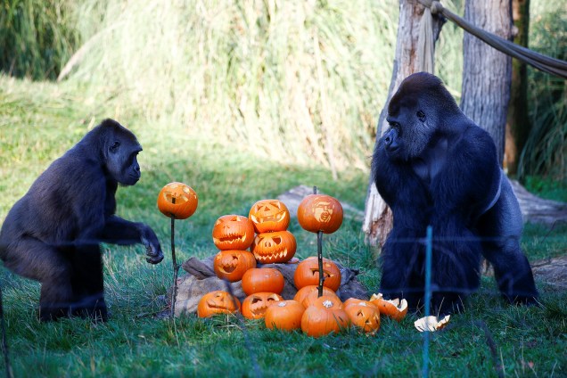 Gorilas interagem com abóboras decoradas para o dia do Halloween, no Zoológico de Londres, na Inglaterra - 25/10/2018