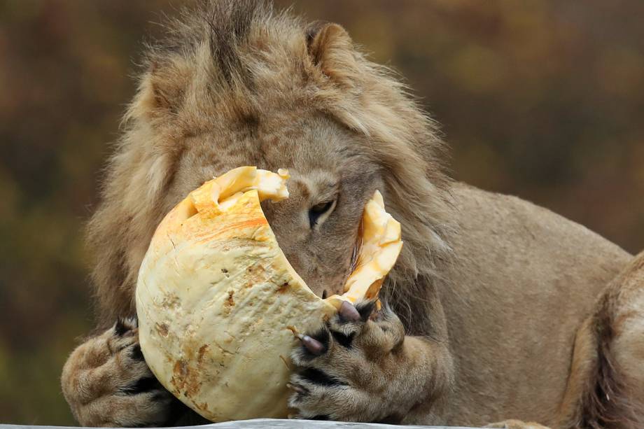 Leão come uma abóbora durante as comemorações antecipadas do dia do Halloween no Blair Drummond Safari Park, em Stirling, na Escócia - 25/10/2018