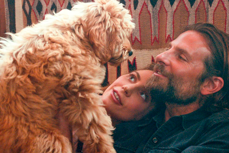 Bradley Cooper ganha elogio do Peta por escalar próprio cachorro em filme