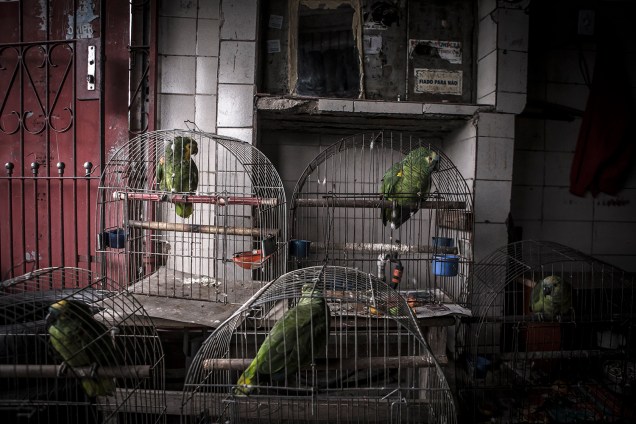 Detentor da maior biodiversidade do planeta, 90% dos animais contrabandeados no Brasil são pássaros