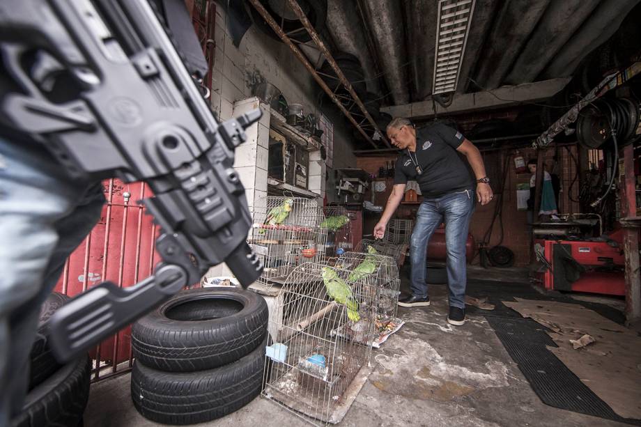 Como são endêmicos de outros estados, o correto seria devolvê-los aos seus locais de origem, o que não acontece por falta de recursos dos estados para o transporte dos animais Como são endêmicos de outros estados, o correto seria devolvê-los aos seus locais de origem, o que não acontece por falta de recursos dos estados para o transporte dos animais