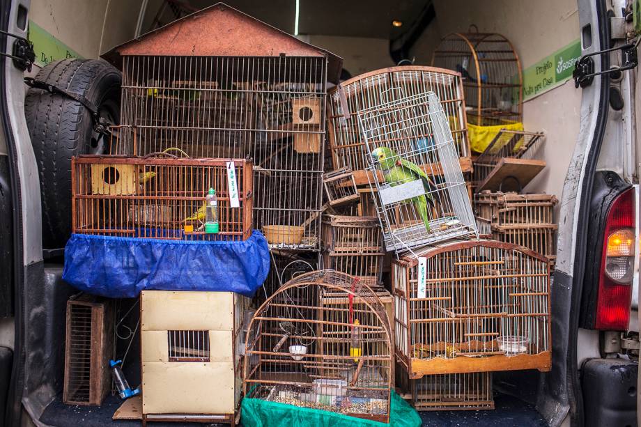 O que fazer com os animais após a apreensão é um problema tão grande quanto aquele que o precede O que fazer com os animais após a apreensão é um problema tão grande quanto aquele que o precede