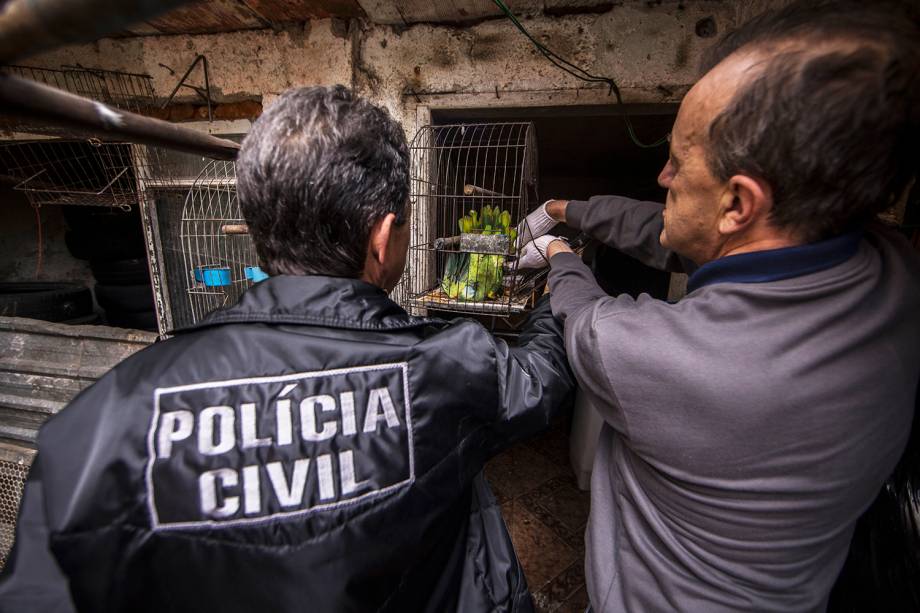 Para fora do Brasil, as principais rotas são de Fortaleza, no Ceará, e dos portos do sudeste, como Rio de Janeiro e São Paulo, em direção a países europeus, como Portugal, Alemanha, Holanda e Bélgica Para fora do Brasil, as principais rotas são de Fortaleza, no Ceará, e dos portos do sudeste, como Rio de Janeiro e São Paulo, em direção a países europeus, como Portugal, Alemanha, Holanda e Bélgica