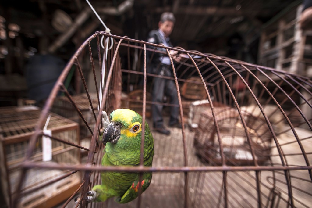 Ação da Polícia Civil nas ruas de Diadema (SP) para apreensão de animais silvestres. - 04/09/2018