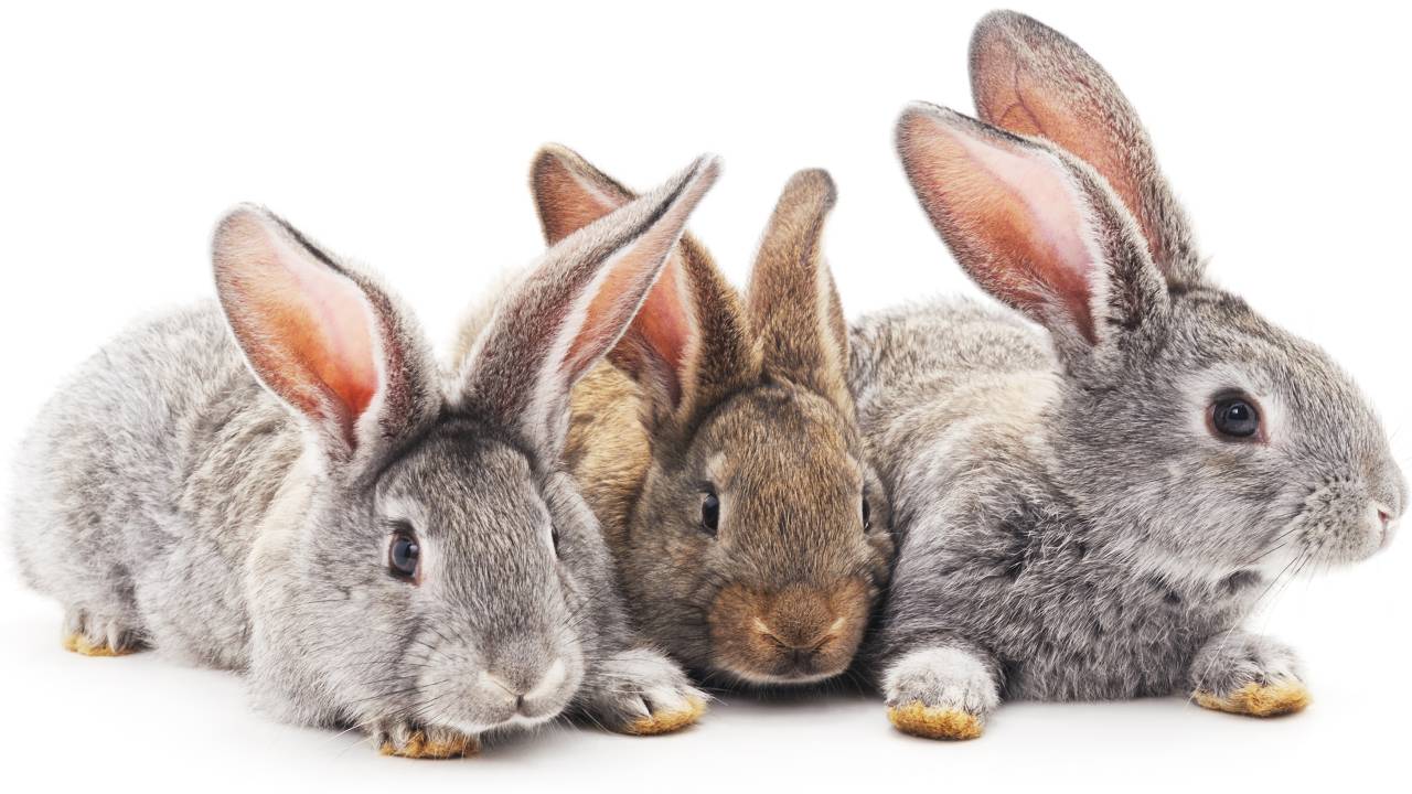coelhos