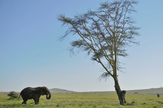 Elefante é visto no Lewa Wildlife Conservancy, parque localizado em Nairóbi, capital do Quênia - 21/05/2015 Elefante é visto no Lewa Wildlife Conservancy, parque localizado em Nairóbi, capital do Quênia - 21/05/2015