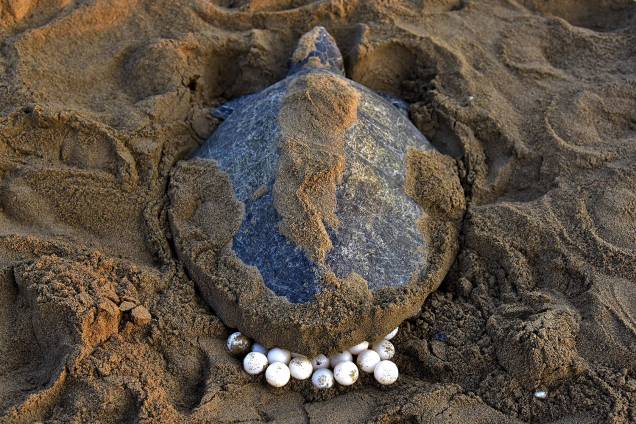 Tartarugas-olivas (Lepidochelys olivacea) retornam ao mar depois de depositar seus ovos na praia de Rushikulya, na Índia - 16/02/2017 Tartarugas-olivas (Lepidochelys olivacea) retornam ao mar depois de depositar seus ovos na praia de Rushikulya, na Índia - 16/02/2017