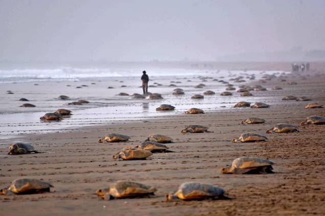 Tartarugas-olivas (Lepidochelys olivacea) retornam ao mar depois de depositar seus ovos na praia de Rushikulya, na Índia - 16/02/2017 Tartarugas-olivas (Lepidochelys olivacea) retornam ao mar depois de depositar seus ovos na praia de Rushikulya, na Índia - 16/02/2017
