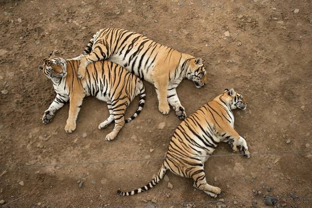 Tigres siberianos descansam no Siberiatiger Park Hengdaohezi, em Mudanjiang, na China - 25/08/2017 Tigres siberianos descansam no Siberiatiger Park Hengdaohezi, em Mudanjiang, na China - 25/08/2017