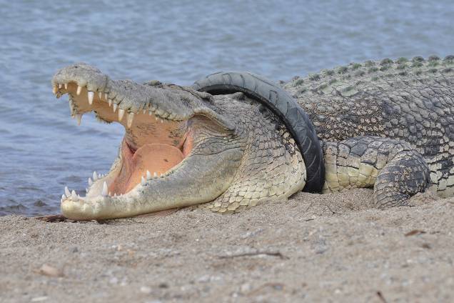 Crocodilo de água salgada é visto com pneu em seu pescoço em Palu, na Indonésia - 16/01/2018 Crocodilo de água salgada é visto com pneu em seu pescoço em Palu, na Indonésia - 16/01/2018
