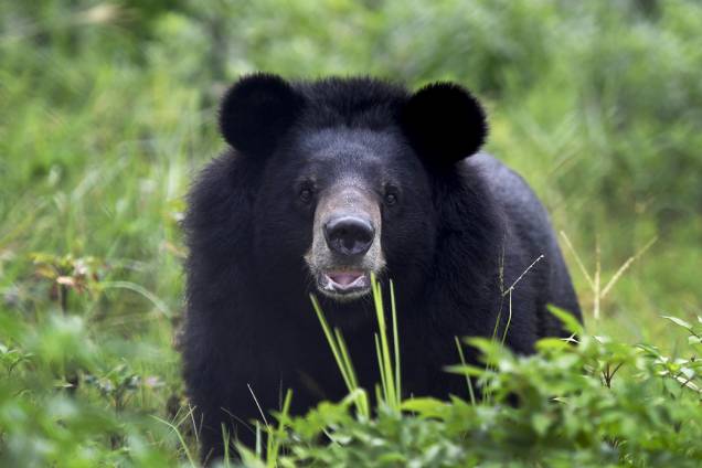 Urso resgatado é visto em santuário em Ninh Bình, no norte do Vietnã - 15/08/2018 Urso resgatado é visto em santuário em Ninh Bình, no norte do Vietnã - 15/08/2018