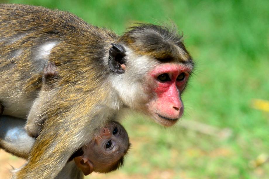 Um macaco Makake segura seu bebê enquanto caminha pela grama na cidade de Sigiriya, no Sri Lanka, a cerca de 165 km ao norte de Colombo - 11/10/2018