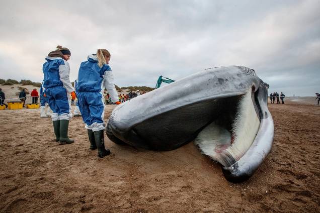 A foto de 25 de outubro mostra o cadáver de uma baleia na praia em De Haan, Bélgica A foto de 25 de outubro mostra o cadáver de uma baleia na praia em De Haan, Bélgica