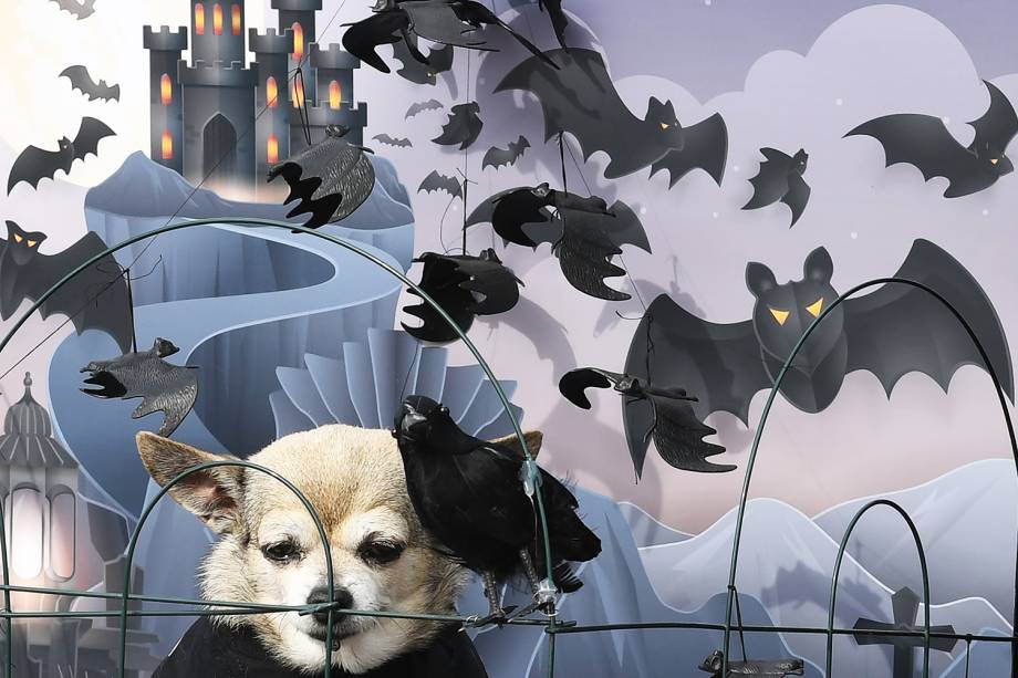 Cão é visto vestido como vampiro durante desfile anual de Halloween entre cães, localizado em Long Beach, localizado no estado americano da Califórnia - 28/10/2018