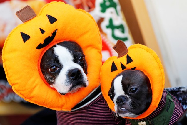 Cães utilizam trajes durante evento de Halloween realizado em Kawasaki, no sul de Tóquio, capital do Japão - 28/10/2018