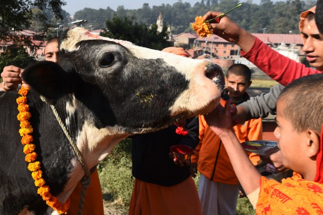 Devotos hindus preparam uma vaca para a adoração, considerada uma encarnação da divindade hindu Laxmi, durante o festival Diwali na cidade de Catmandu, no Nepal - 07/11/2018
