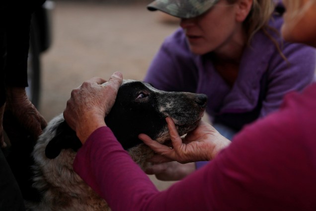 A veterinária Dawn Alves cuida de um cachorro chamado Fatty que recebeu queimaduras nos olhos e no queixo durante o incêndio Camp Fire em Paradise, Califórnia - 11/11/2018