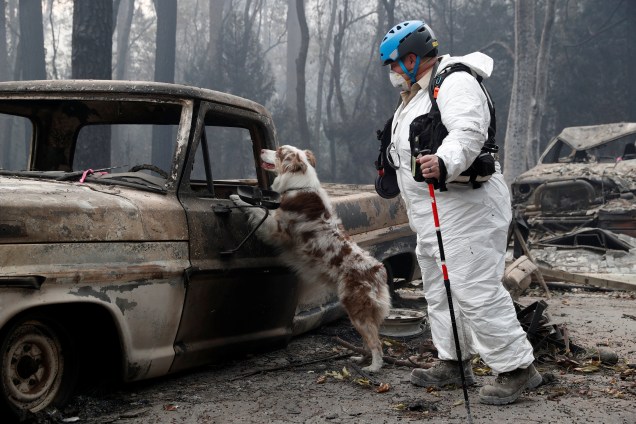 Cão farejador procura por vestígios de vítimas em um caminhão destruído pelo incêndio Camp Fire em Paradise, na Califórnia - 14/11/2018