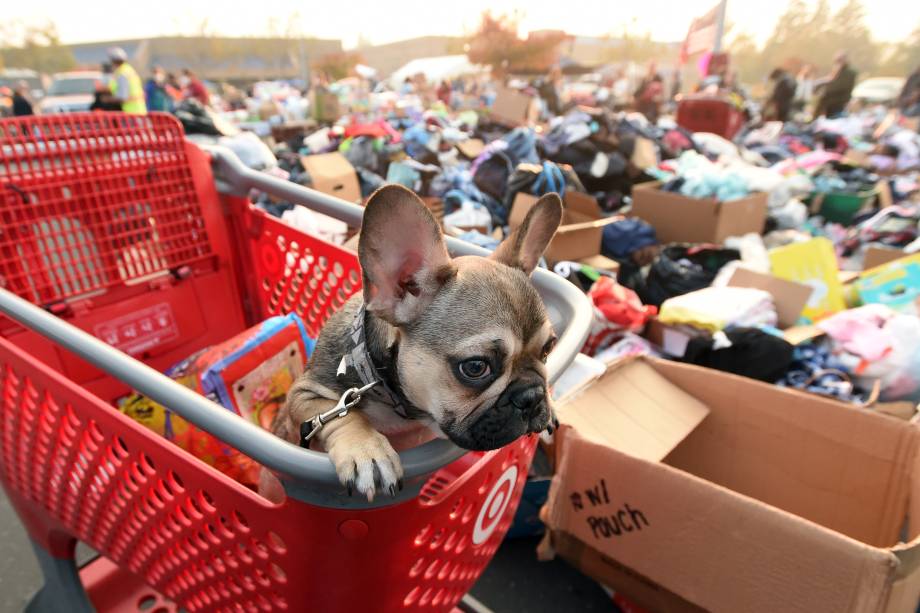 Filhote de buldogue francês, observa de um carrinho de compras em um acampamento de desabrigados em Chico, Califórnia - 17/11/2018