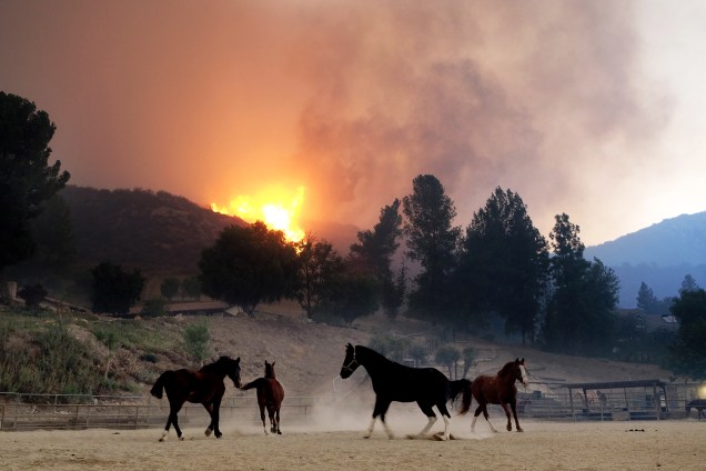 Cavalos são vistos próximos de incêndio florestal nos arredores de Agoura Hills, cidade localizada no estado americano da Califórnia - 09/11/2018