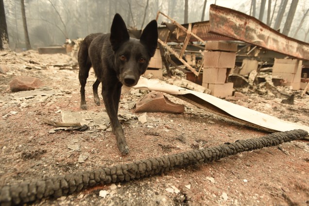 A cadela Suzie, treinada para encontrar cadáveres procura por restos mortais em propriedades destruídas pelo incêndio Camp Fire em Paradise, na Califórnia - 15/11/2018