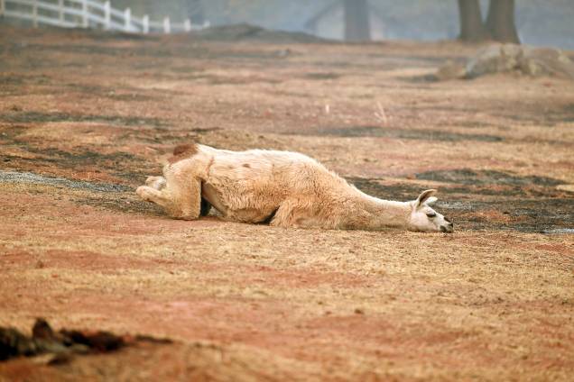Uma lhama exausta deita sobre a grama queimada pela passagem do incêndio Camp Fire em Paradise, na Califórnia - 15/11/2018 Uma lhama exausta deita sobre a grama queimada pela passagem do incêndio Camp Fire em Paradise, na Califórnia - 15/11/2018