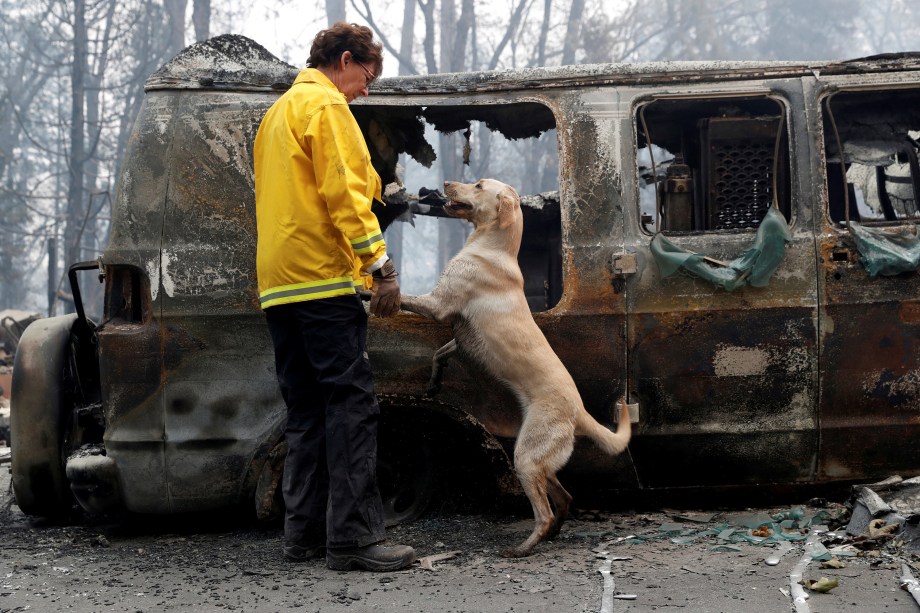 Cão auxilia na identificação de corpos em uma van destruída pelo incêndio Camp Fire em Paradise, na Califórnia - 14/11/2018