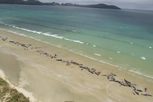 Baleias encalham na Nova Zelândia