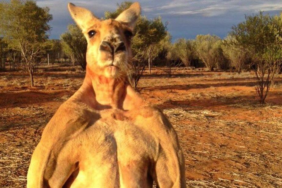Roger, o canguru musculoso que ficou conhecido em 2015, morre aos 12 anos na Austrália