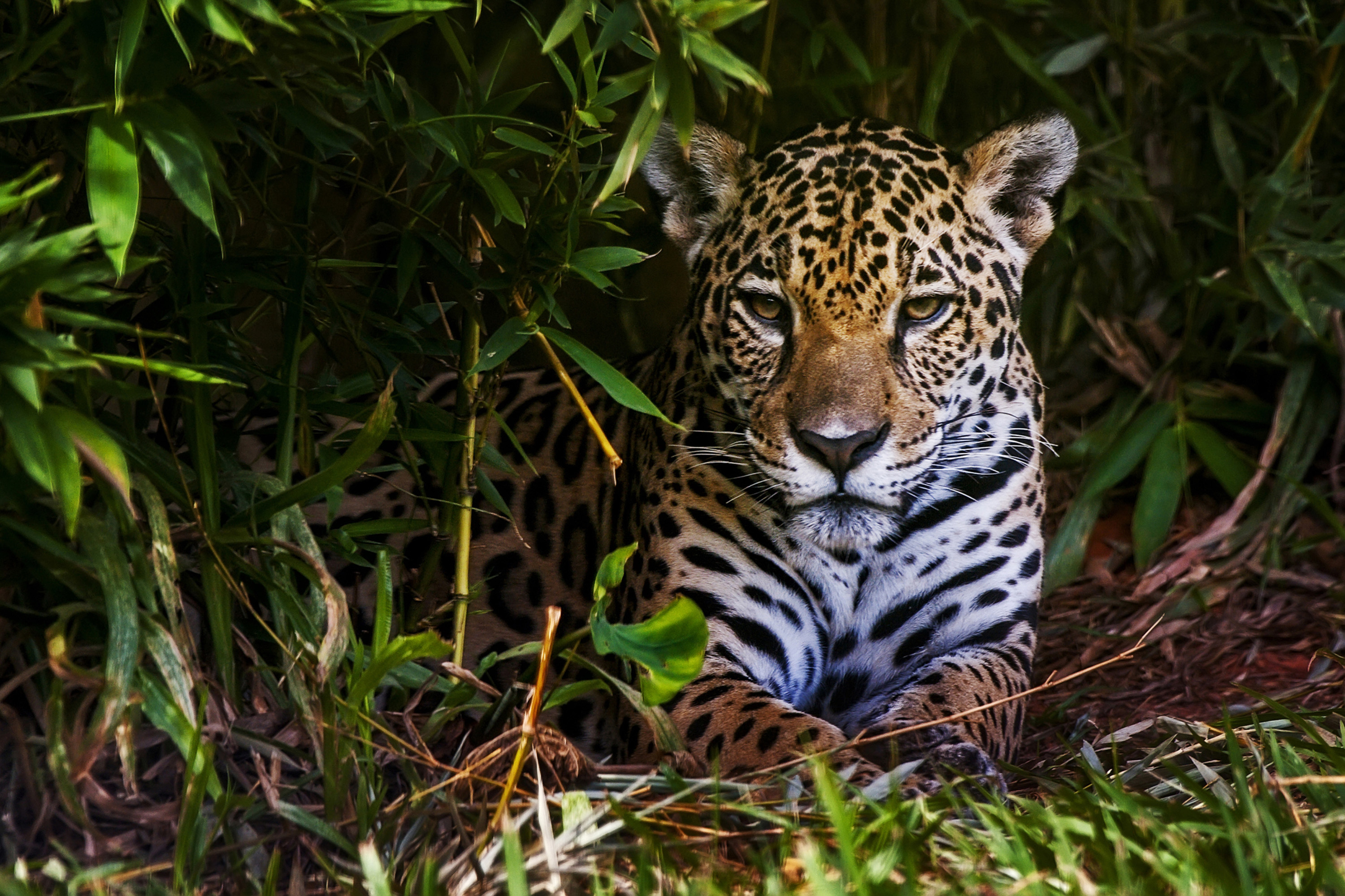 Onçapintada da Amazônia vira alvo da medicina tradicional chinesa VEJA