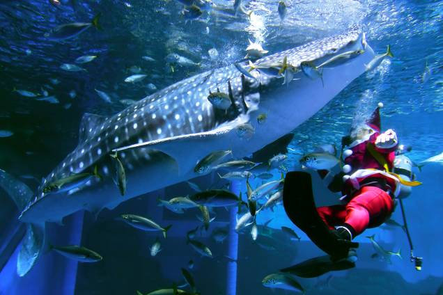 Mergulhador vestido como Papai Noel nada com peixes e tubarão-baleia no parque Yokohama Hakkeijima Sea Paradise, na cidade de Yokohama, Japão - 24/12/2018 Mergulhador vestido como Papai Noel nada com peixes e tubarão-baleia no parque Yokohama Hakkeijima Sea Paradise, na cidade de Yokohama, Japão - 24/12/2018
