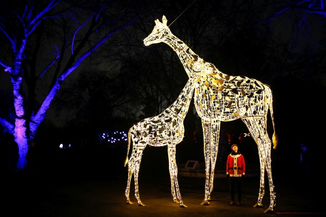 Mulher é vista próxima de esculturas de girafa iluminadas no Zoológico de Londres - 22/11/2018