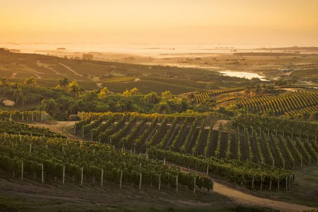 VEJA-2616-BODEGA-GARZON-URUGUAI-2018 vinhos Uruguai