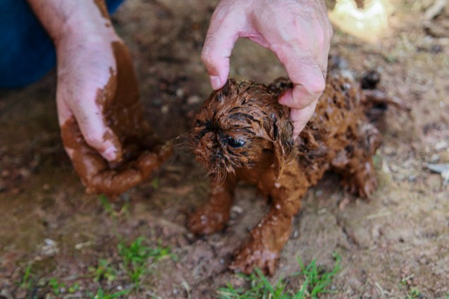 Cachorro é coberto de lama é resgatado após o rompimento de uma barragem na mina de ferro do Feijão, em Brumadinho (MG) - 25/01/2019