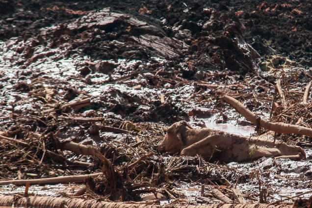 Vaca fica presa na massa de lama após a ruptura de uma barragem na mina de ferro do Feijão, em Brumadinho (MG) - 25/01/2019