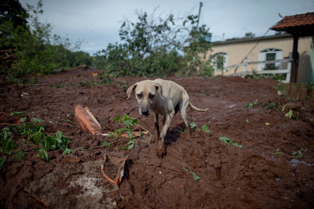 Cachorro caminha sobre lama na comunidade do Parque da Cachoeira, um dia após o colapso de uma barragem pertencente à mineradora Vale perto da cidade de Brumadinho (MG) - 26/2019
