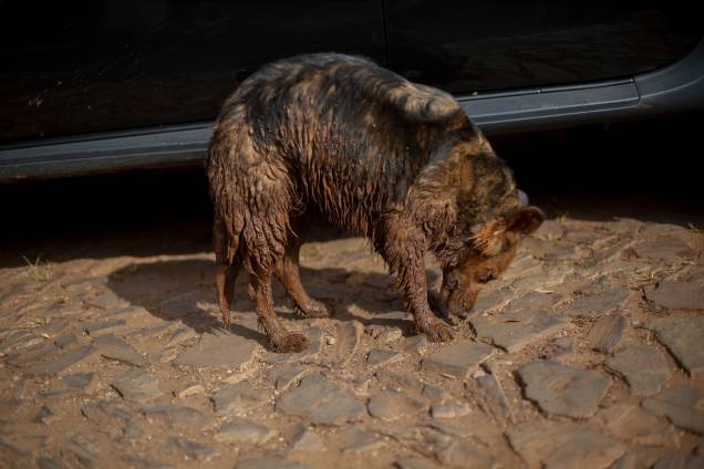Cachorro coberto de lama é visto na comunidade do Parque da Cachoeira, um dia após o colapso de uma barragem pertencente à mineradora Vale perto da cidade de Brumadinho (MG) - 26/2019