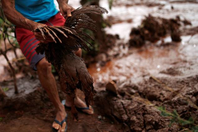 Homem ergue um frango coberto de lama na região afetada pelo rompimento da barragem da mineradora Vale em Brumadinho (MG) - 26/01/2019
