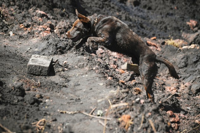 Chewbacca, cão utilizado pelos bombeiros em resgates, auxilia na busca por vítimas após o rompimento de barragem da mineradora Vale, em Brumadinho (MG) - 31/01/2019
