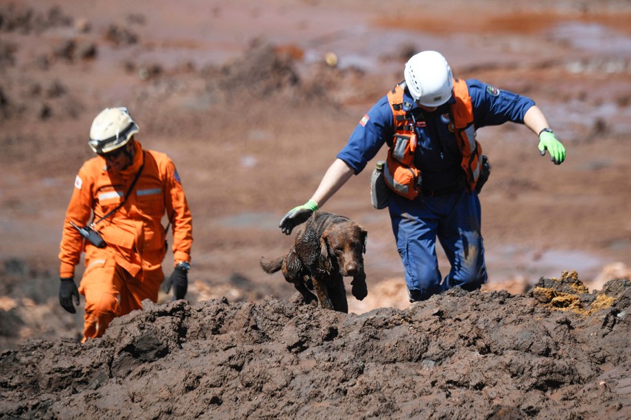 Chewbacca, cão utilizado pelos bombeiros em resgates, auxilia na busca por vítimas após o rompimento de barragem da mineradora Vale, em Brumadinho (MG) - 31/01/2019