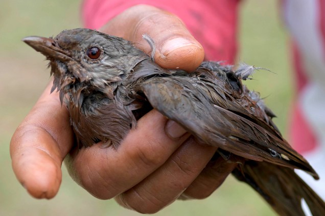 Homem mostra pássaro coberto por lama resgatado após rompimento de barragem da Vale nos arredores de Brumadinho (MG) - 26/01/2019