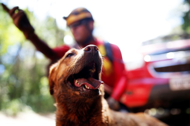 Cão farejador auxilia bombeiro em operação de resgate de vítimas do rompimento de barragem em Brumadinho (MG) - 30/01/2019 Cão farejador auxilia bombeiro em operação de resgate de vítimas do rompimento de barragem em Brumadinho (MG) - 30/01/2019