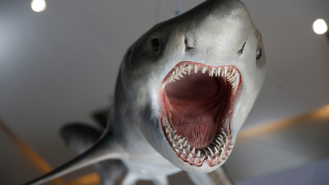 Representação de tubarão na exposição 'Quando Nem Tudo era Gelo', organizada pelo Museu Nacional e exposta no Palacete da Casa da Moeda, no Rio - 16/01/2019
