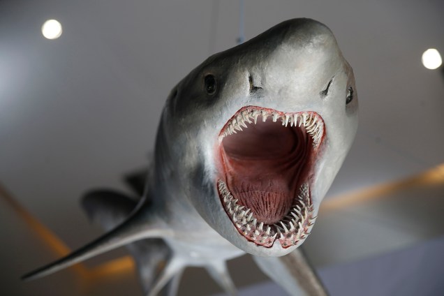 Representação de tubarão na exposição 'Quando Nem Tudo era Gelo', organizada pelo Museu Nacional e exposta no Centro Cultural Casa da Moeda, no Rio - 16/01/2019
