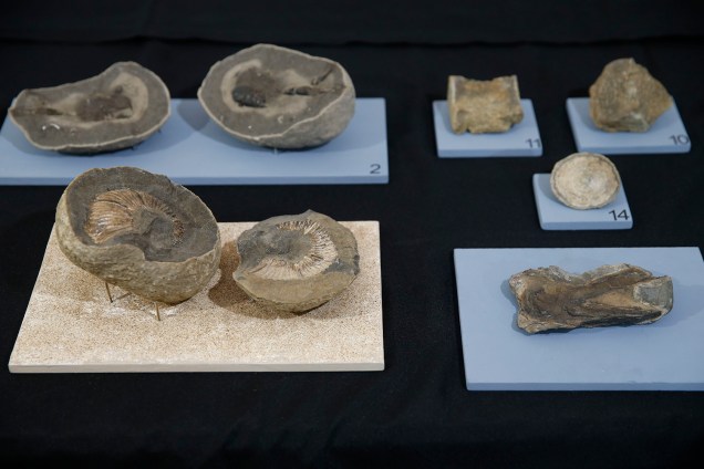 Fósseis encontrados em pesquisas na Antártica, na exposição 'Quando Nem Tudo era Gelo', organizada pelo Museu Nacional e exposta no Centro Cultural Casa da Moeda, no Rio - 16/01/2019