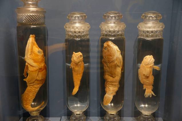 Peixes da Antártica na exposição 'Quando Nem Tudo era Gelo', organizada pelo Museu Nacional e exposta no Centro Cultural Casa da Moeda, no Rio - 16/01/2019 Peixes da Antártica na exposição 'Quando Nem Tudo era Gelo', organizada pelo Museu Nacional e exposta no Centro Cultural Casa da Moeda, no Rio - 16/01/2019