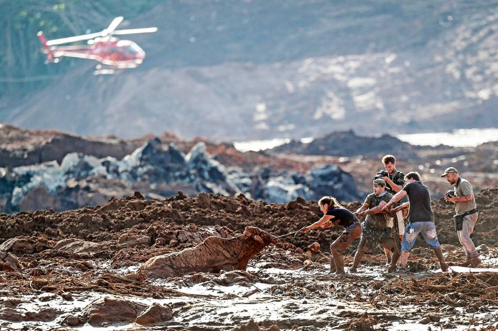 Boi é resgatado de lama após tragédia em Brumadinho (MG)